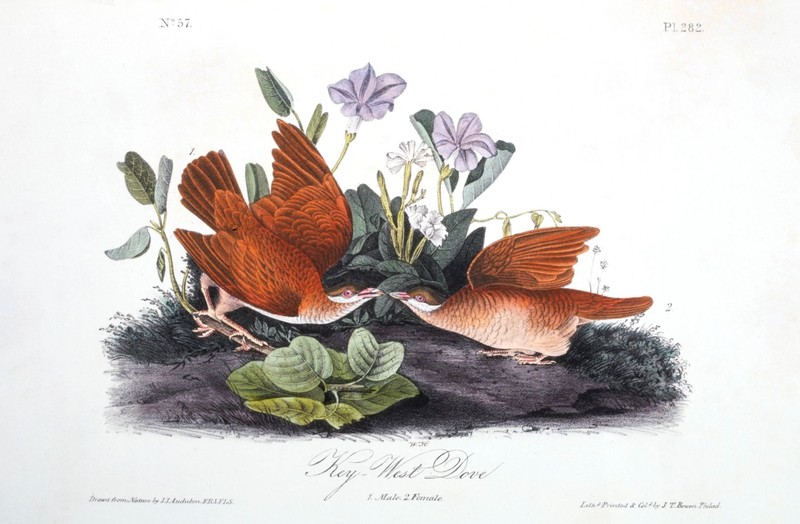 John James Audubon stellt die Vögel in Lebensgröße dar.